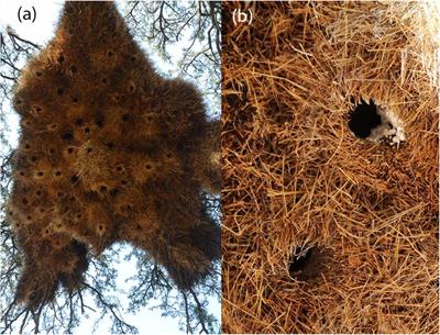 The Large Communal Nests of Sociable Weavers Provide Year-Round Insulated Refuge for Weavers and Pygmy Falcons